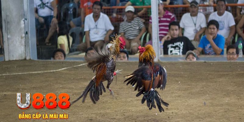 net88 đăng nhập mậu binh khuyến mãi