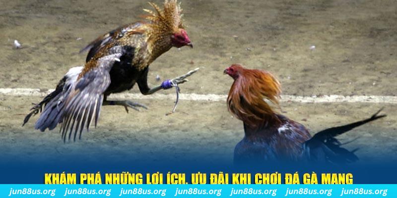net88 đăng nhập liêng live