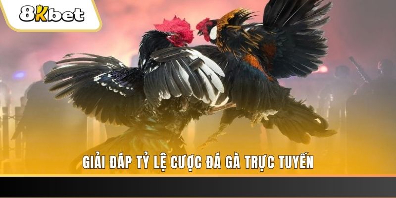 net88 trực tiếp đá gà thomo